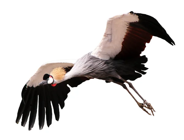 Flygande royal crane — Stockfoto