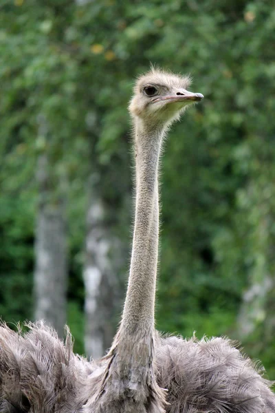 Grijze struisvogel — Stockfoto