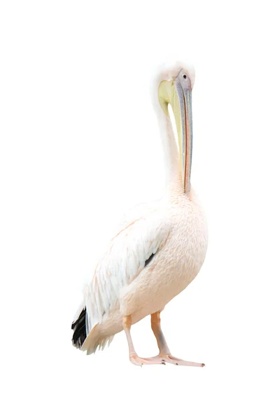 Pé pelicano — Fotografia de Stock