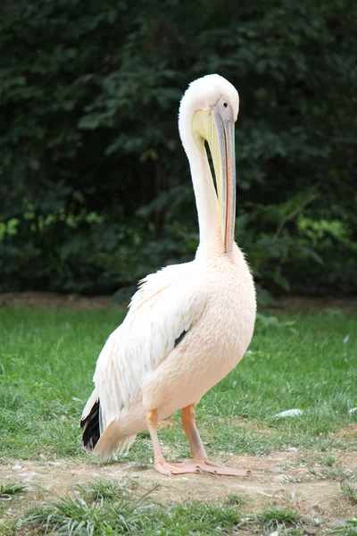 Пеликан стоит на траве — стоковое фото