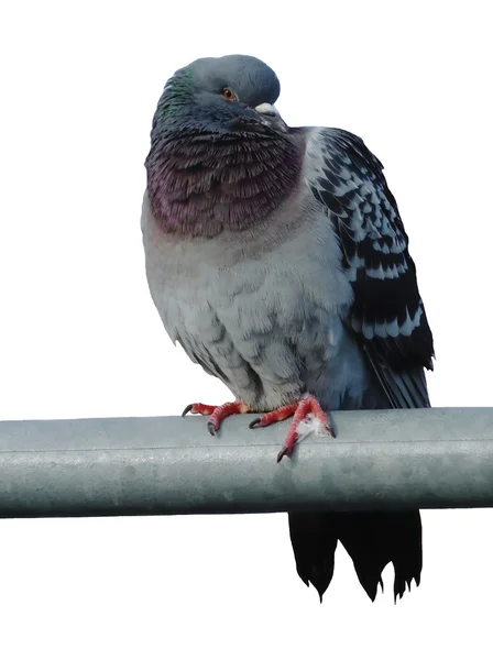 막대에 비둘기 — 스톡 사진