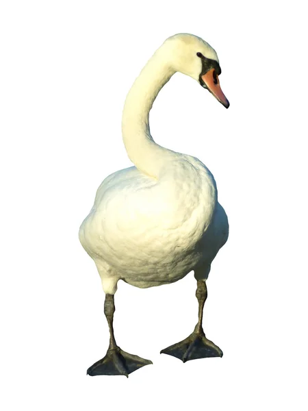 Swan stående — Stockfoto