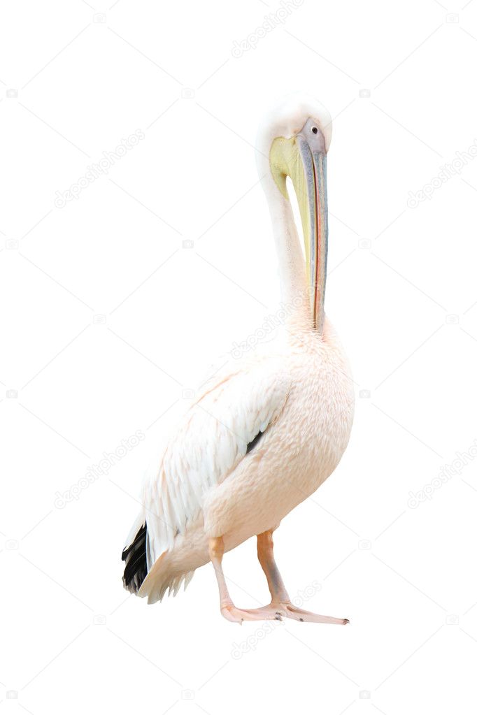 Pelican standing