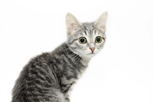 Stock image Tabby-cat portrait