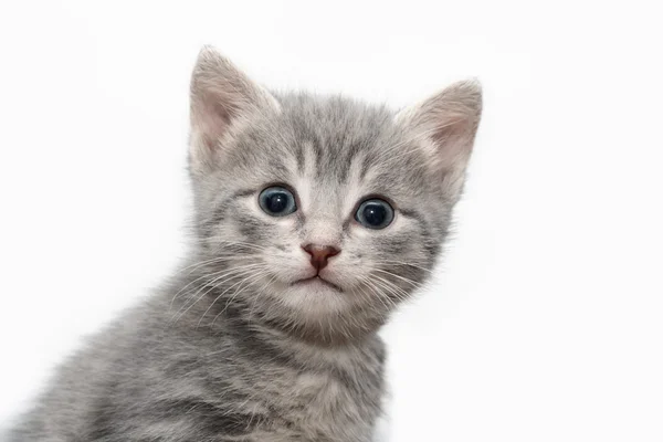 Porträt einer kleinen Tabby-Katze Stockbild