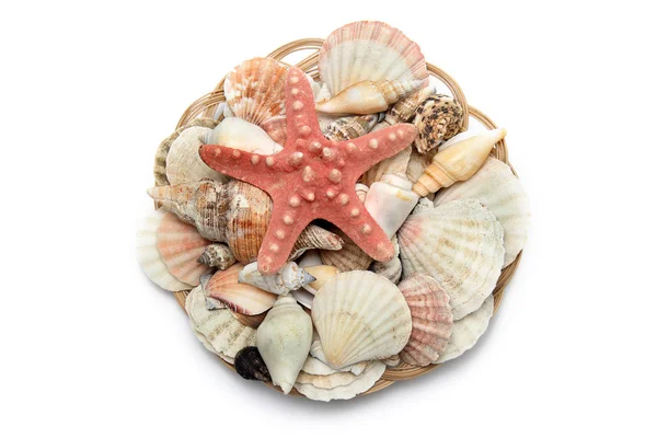 stock image Sea shells