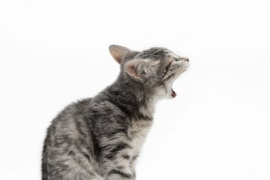 Yawning tabby-cat clipart