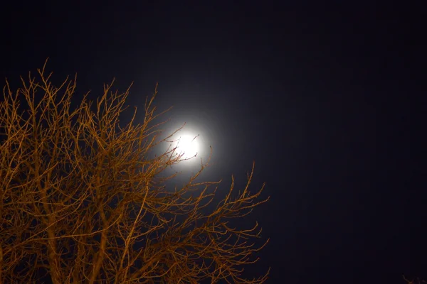 Měsíc a stromφεγγάρι και δέντρο — Stock fotografie