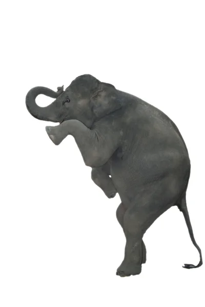 Слоненя Ліцензійні Стокові Зображення