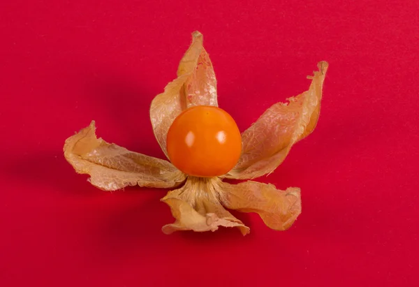 Physalis