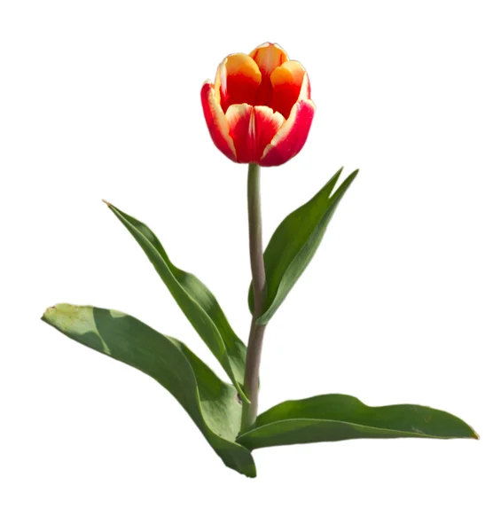 Tulip3 Merah — Stok Foto