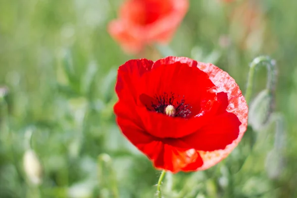 stock image Red poppy