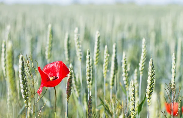 stock image Red poppy and wheat