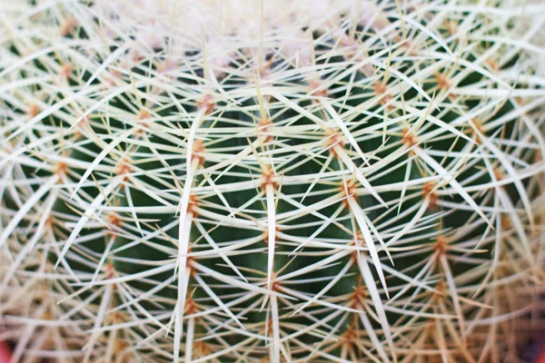 Cactus verde — Foto de Stock