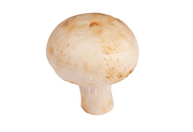 Tek champignon