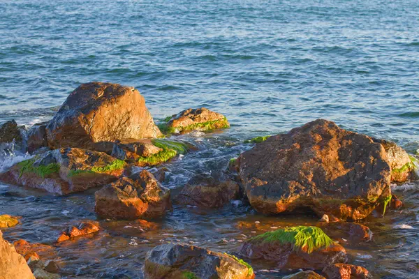 Sea weed rocks — Stock Photo, Image