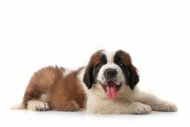 Panting Saint Bernard Puppy Lying on His clipart