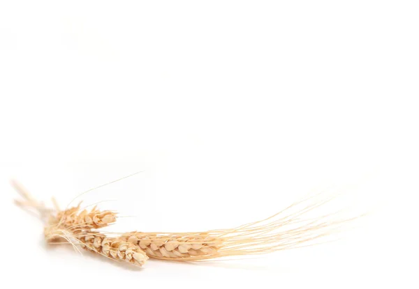 Yellow Wheat Shot in Extreme Depth of Fi — Stock Photo, Image