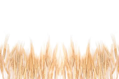 Beyaz bir arka plan üzerinde çevreleyen, buğday çimen