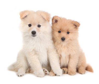 Cute Pomeranian Puppies Sitting Together on Whit clipart