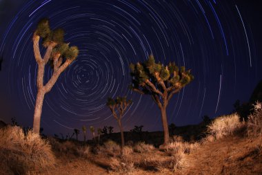 Night Shot of Star Trails in Joshua Tree Nationa clipart