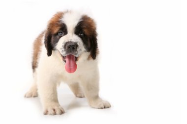 Panting Saint Bernard Puppy on White clipart