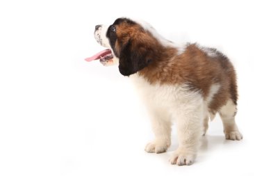 Happy Saint Bernard Looking up and Sideways on W clipart