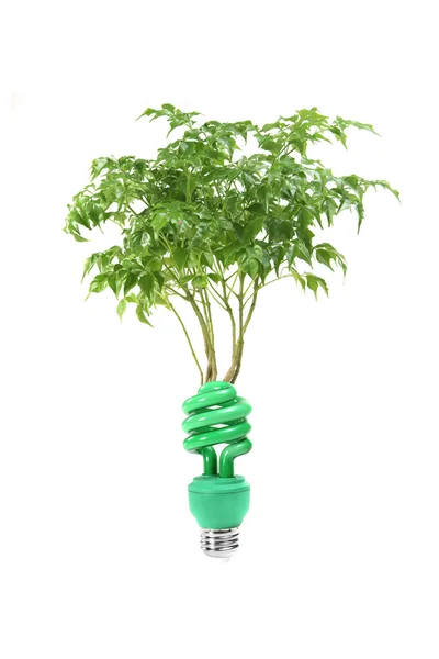 Concepto de energía limpia con bombilla y árbol encendido — Foto de Stock