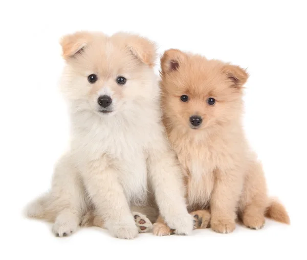 Cute Pomeranian Puppies Sitting Together on Whit — Stock Photo, Image