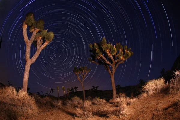 Tiro nocturno de senderos estelares en Joshua Tree Nationa — Foto de Stock