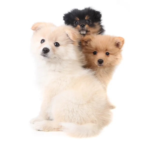 3 Cuccioli Pomerania seduti insieme sul bianco B — Foto Stock