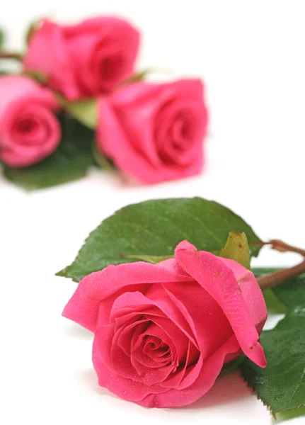 Ροζ τριαντάφυλλα σε λευκό φόντο σε κοντινό πλάνο — Φωτογραφία Αρχείου