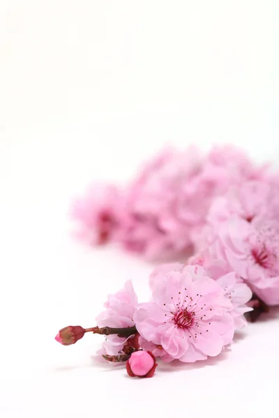 Flores de cerezo rosa de primavera con departamento extremo — Foto de Stock