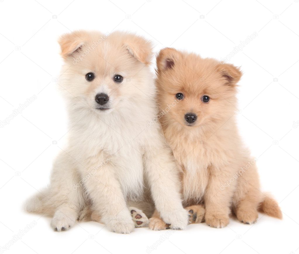 Cute Pomeranian Puppies Sitting Together on Whit