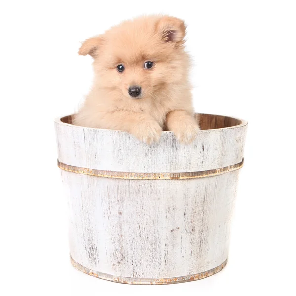 Timid Puppy in a Barrel Looking Curiousl — Stok Foto