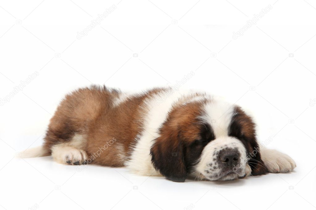 Snoozing Saint Bernard Puppy