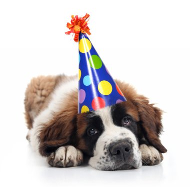 Saint Bernard Wearing a Polka Dot Birthday Hat clipart