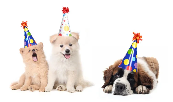 Silly Celebrating Birthday Puppies — Stock Photo, Image