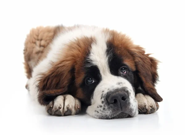 横たわっている愛らしいセントバーナードの子犬 — ストック写真