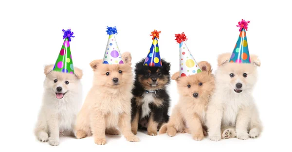 Vijf Pommeren puppies vieren een bi — Stockfoto