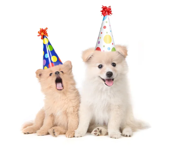 Puppies Celebrating a Birthday by Singin — Stock Photo, Image