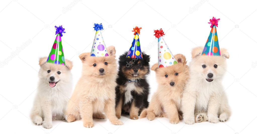 Five Pomeranian Puppies Celebrating a Bi