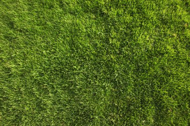 Perfect Green Grass Background or Texture clipart