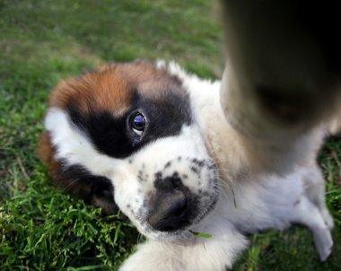 Closeup Perspective of a Saint Bernard Puppy Outdoors clipart