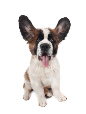 Happy Silly Saint Bernard Puppy clipart