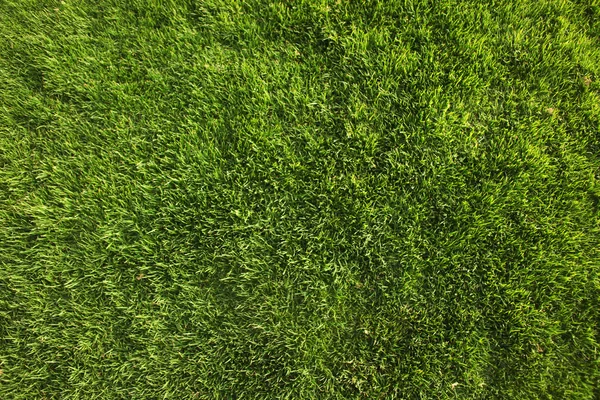 stock image Perfect Green Grass Background or Texture