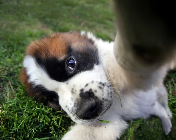Closeup Perspective of a Saint Bernard Puppy Outdoors — Stock Photo, Image