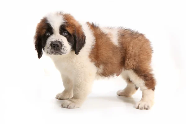 Side View of Saint Bernard Puppy Looking Droopy — Stock Photo, Image