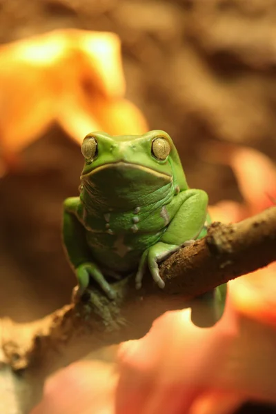 坐在一个分支上的异国情调糯猴子青蛙 — 图库照片