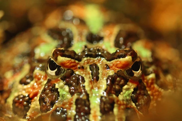 Ornate Horned Frog Staring Right at the Viewer — Stock Photo, Image